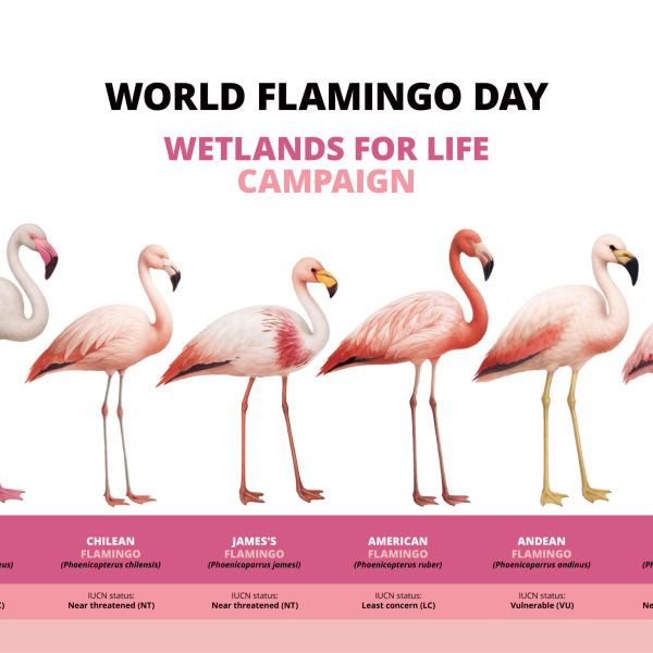 Poster_Flamingo_A2_en-1